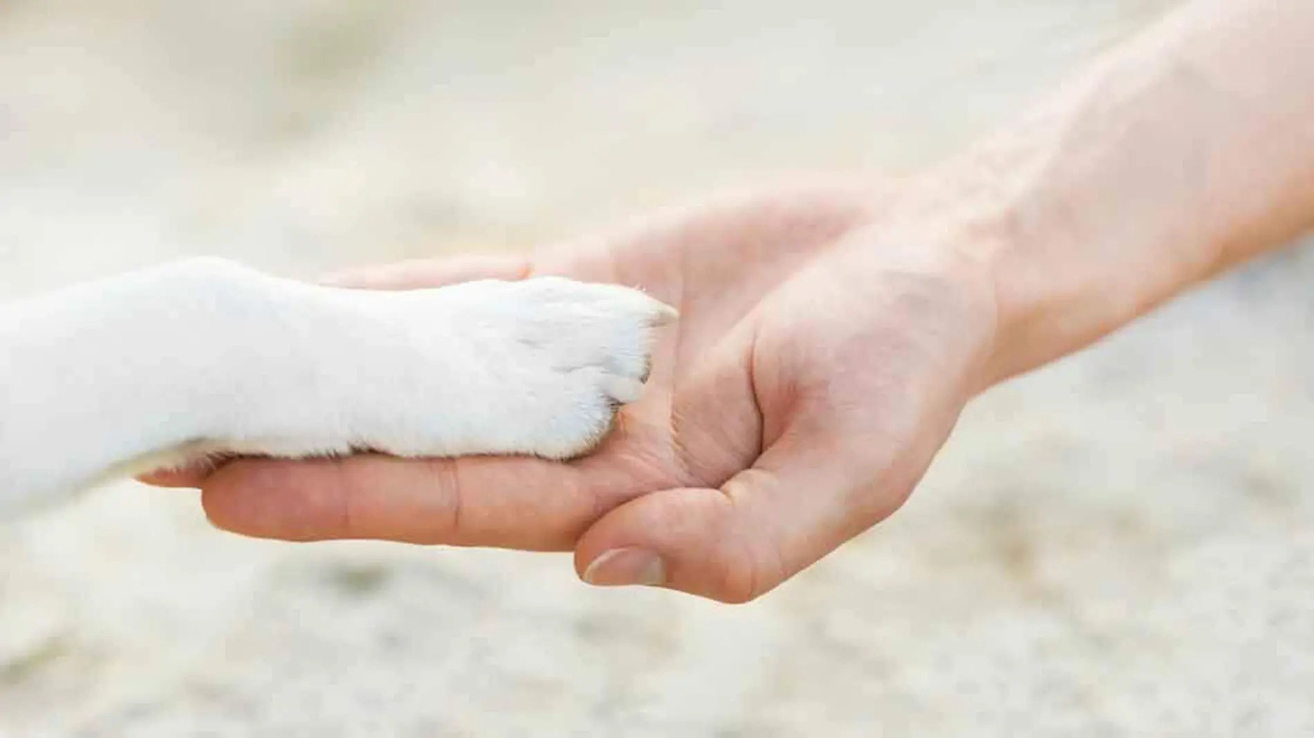 La partida de ese ser de cuatro patas que nos acompaña en las buenas y en las malas es uno de los momentos más difíciles